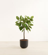 Load image into Gallery viewer, Stone Black*****Profile