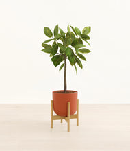 Load image into Gallery viewer, Earth Red stand:bamboo