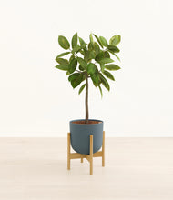 Load image into Gallery viewer, Iron Gray stand:bamboo