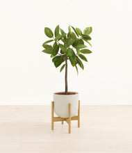 Load image into Gallery viewer, Natural Bamboo stand:bamboo