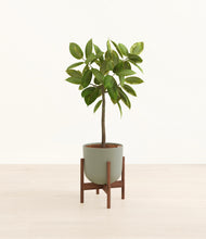 Load image into Gallery viewer, Sage Green stand:walnut