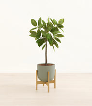 Load image into Gallery viewer, Sage Green stand:bamboo