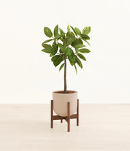 Load image into Gallery viewer, Sandy Pink stand:walnut