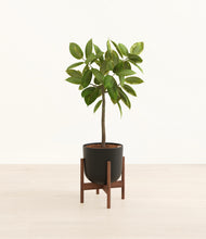 Load image into Gallery viewer, Stone Black stand:walnut