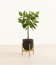 Load image into Gallery viewer, Stone Black stand:bamboo