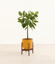 Load image into Gallery viewer, Sunset Orange stand:walnut