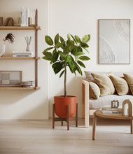 Load image into Gallery viewer, Earth Red stand:walnut