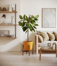 Load image into Gallery viewer, Sunset Orange stand:walnut