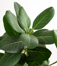 Load image into Gallery viewer, ALL