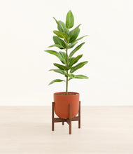 Load image into Gallery viewer, Earth Red stand:walnut