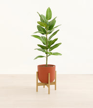 Load image into Gallery viewer, Earth Red stand:bamboo