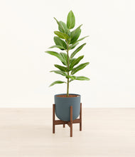 Load image into Gallery viewer, Iron Gray stand:walnut