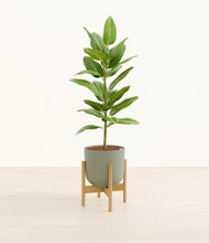 Load image into Gallery viewer, Sage Green stand:bamboo