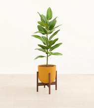 Load image into Gallery viewer, Sunset Orange stand:walnut