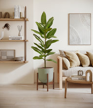 Load image into Gallery viewer, Sage Green stand:walnut