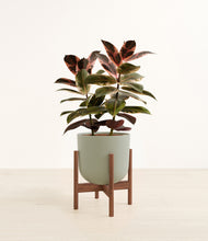 Load image into Gallery viewer, Sage Green stand:walnut