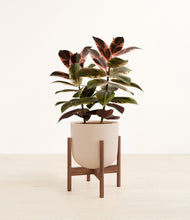 Load image into Gallery viewer, Sandy Pink stand:walnut