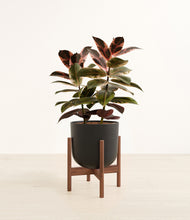 Load image into Gallery viewer, Stone Black stand:walnut