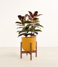 Load image into Gallery viewer, Sunset Orange stand:walnut