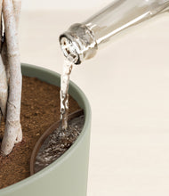 Load image into Gallery viewer, Sage Green stand:all