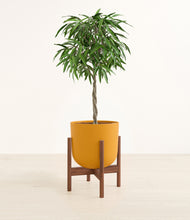 Load image into Gallery viewer, Sunset Orange stand:walnut