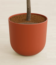 Load image into Gallery viewer, Earth Red stand:all