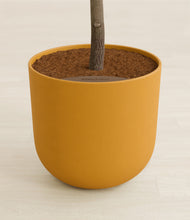 Load image into Gallery viewer, Sunset Orange stand:all