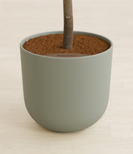 Load image into Gallery viewer, Sage Green stand:all