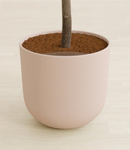 Load image into Gallery viewer, Sandy Pink stand:all