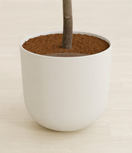 Load image into Gallery viewer, Natural Bamboo stand:all