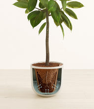 Load image into Gallery viewer, Natural Bamboo stand:all