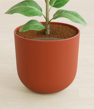 Load image into Gallery viewer, Earth Red stand:all