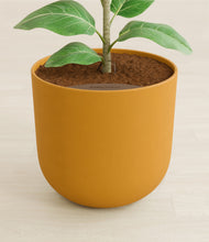 Load image into Gallery viewer, Sunset Orange stand:all