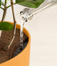 Load image into Gallery viewer, Sunset Orange stand:all