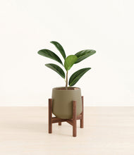 Load image into Gallery viewer, Olive stand:walnut