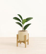 Load image into Gallery viewer, Almond Green stand:bamboo
