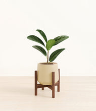 Load image into Gallery viewer, Almond Green stand:walnut