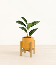 Load image into Gallery viewer, Mustard stand:bamboo