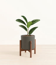 Load image into Gallery viewer, Dark Olive stand:walnut