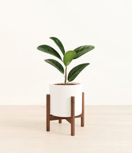 Load image into Gallery viewer, White stand:walnut