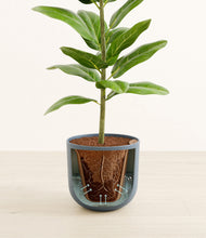 Load image into Gallery viewer, Sandy Pink stand:all