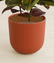 Load image into Gallery viewer, Earth Red stand:all