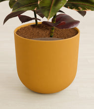 Load image into Gallery viewer, Sunset Orange stand:all