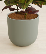 Load image into Gallery viewer, Sage Green stand:all