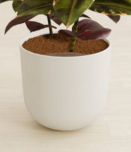 Load image into Gallery viewer, Natural Bamboo stand:all