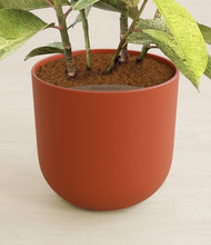 Load image into Gallery viewer, Earth Red stand:all