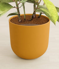 Load image into Gallery viewer, Sunset Orange stand:all