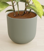 Load image into Gallery viewer, Sage Green stand:all