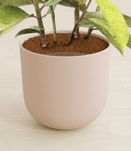Load image into Gallery viewer, Sandy Pink stand:all