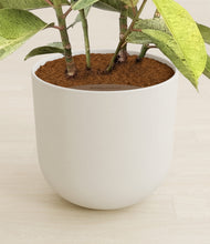 Load image into Gallery viewer, Natural Bamboo stand:all